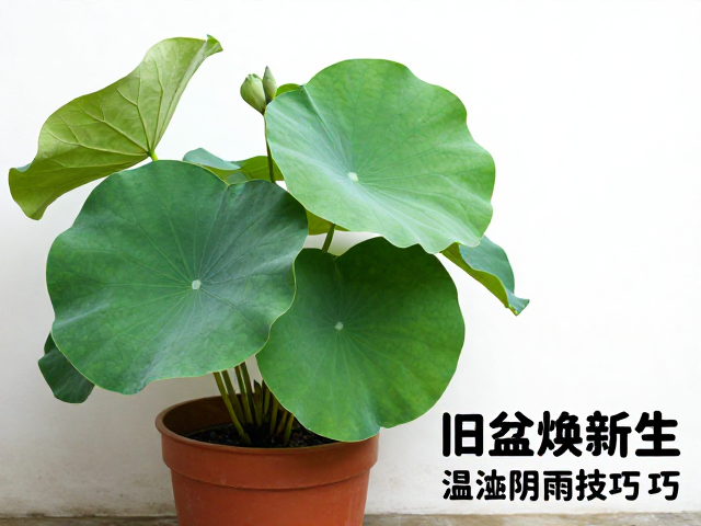 换盆后的环境调控与日常养护细节