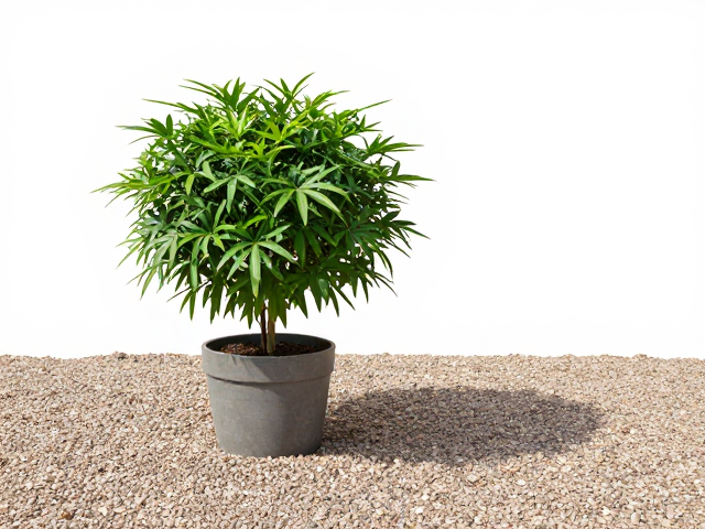 植株不再晃动