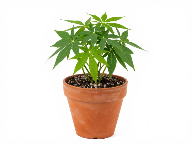 上盆后严禁暴晒原因