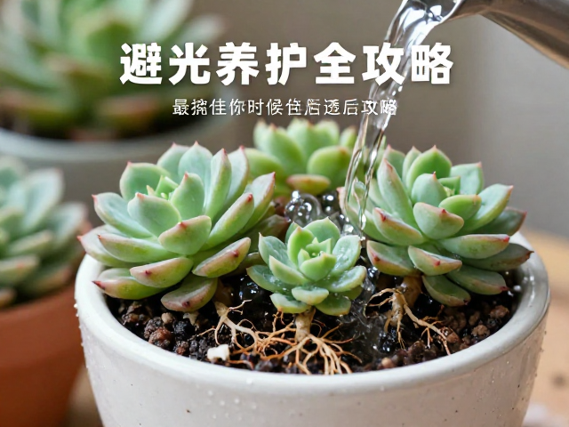 浇透水后的避光养护与服盆期管理
