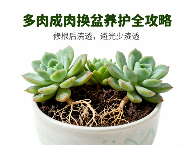 多肉成株换盆的最佳时间窗口与环境选择