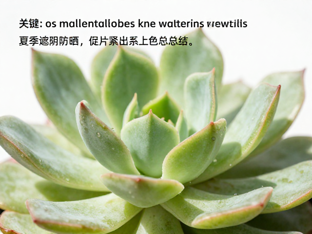 夏季高温下的遮阴防晒与温控策略