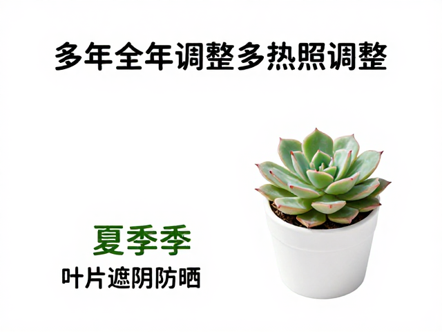 多肉全年光照调整，夏季遮阴防晒，促叶片紧凑上色总结