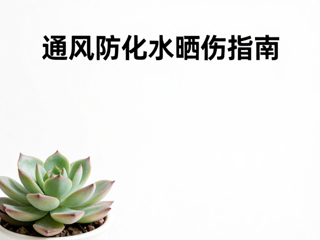 晒伤指南