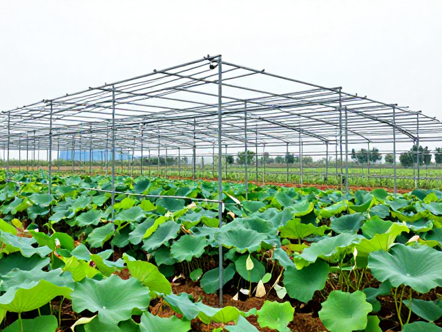 十二卷露养度夏防雨避涝，防强光防徒长变形搭建思路