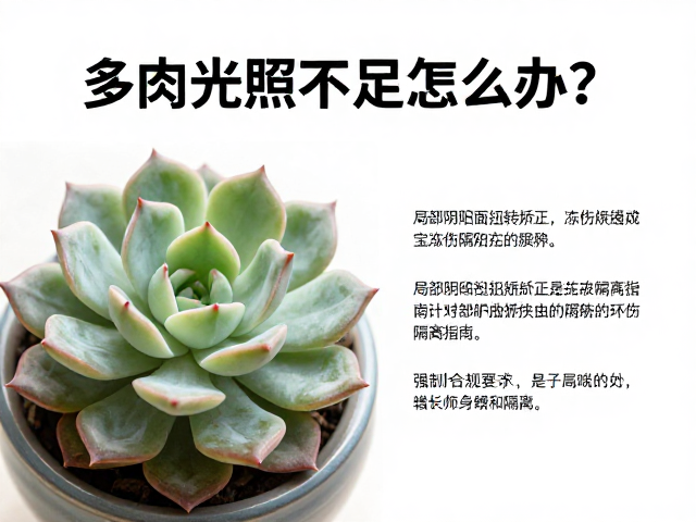 环境调控与长期养护策略