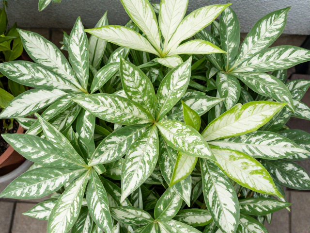 露台植物叶色褪绿发白？补光上色养护全方案，找回浓郁色泽