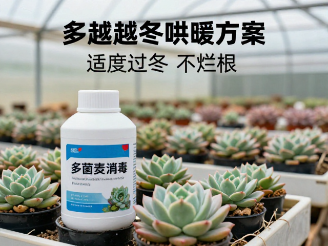 大棚多肉越冬采暖方案，适度控水，多菌灵消毒，安全过冬不烂根