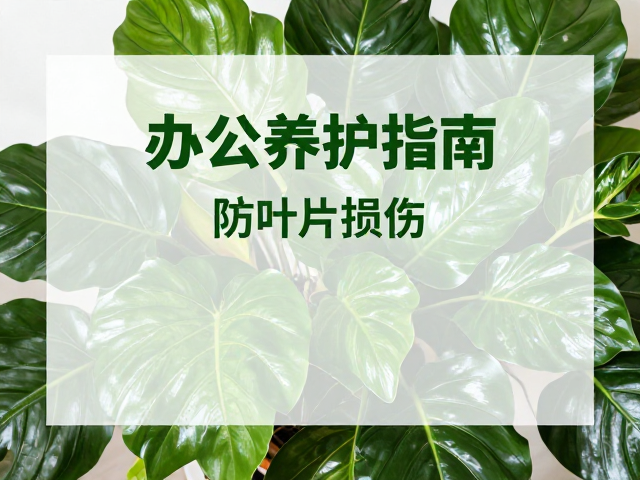 空气流通与病虫害预防