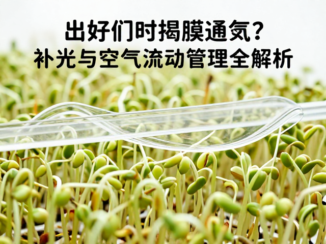豆芽发芽后何时揭膜通风？补光灯与空气流动管理全解析