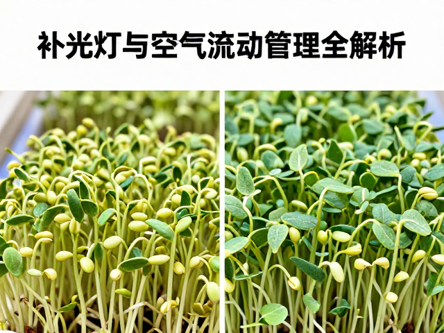 不同品种豆芽的管理差异