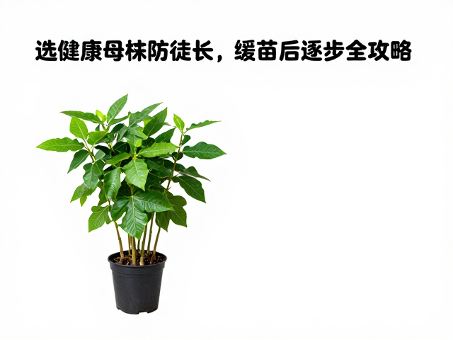分株苗整改与株型重塑:物理干预与修剪技巧