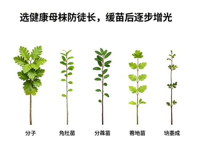 逐步增光策略:诱导茎秆粗壮与色素合成