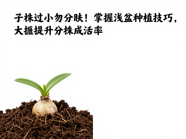 土壤配比与介质选择