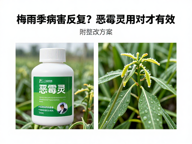 梅雨季病害反复？恶霉灵用对才有效，附整改方案