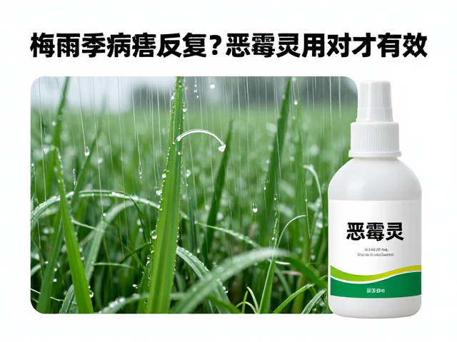 恶霉灵发挥实效的用药技术要点