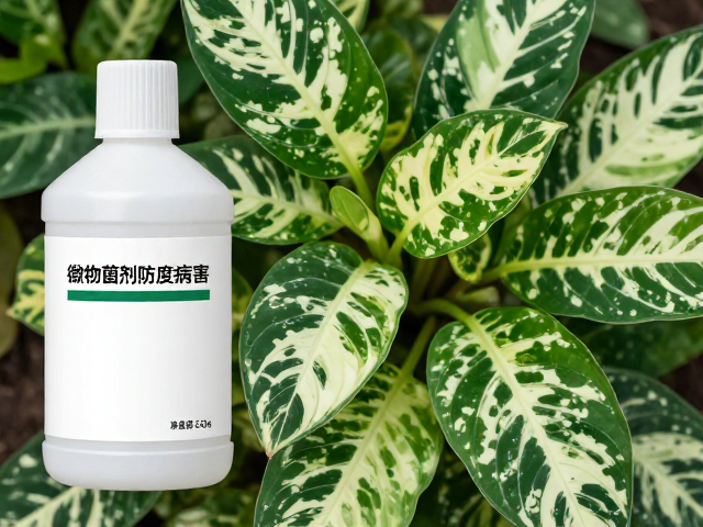 锦类品种对高浓度药物的敏感特性