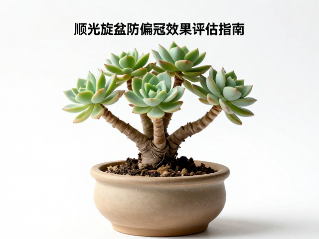环境变量对旋盆效果的干扰因素