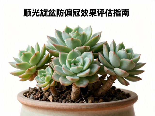 矮壮株型的形成机制与视觉评估