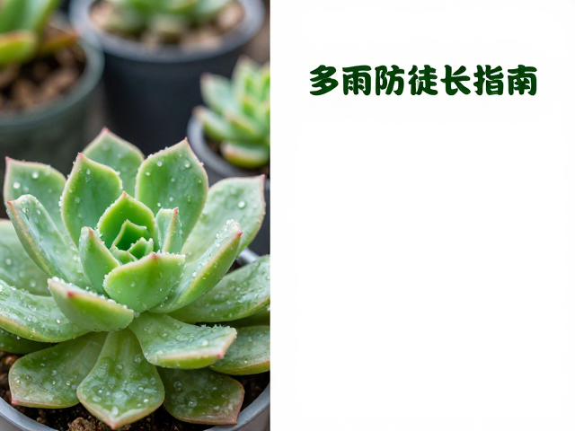 梅雨季多肉防徒长指南，叶插繁殖与庭院造景核心设计思路