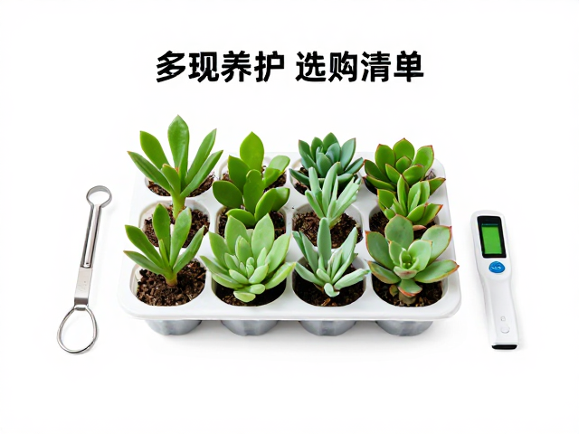 叶插托盘的使用技巧与维护