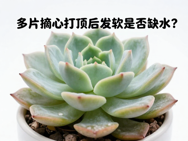 科学判断缺水与应激反应的区别
