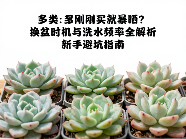 浇水频率的科学判定
