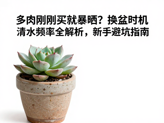 多肉刚买就暴晒？换盆时机与浇水频率全解析，新手避坑指南