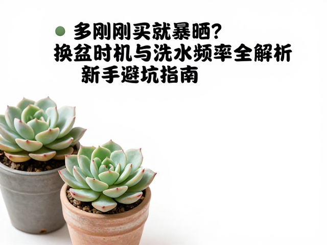换盆时机与操作细节