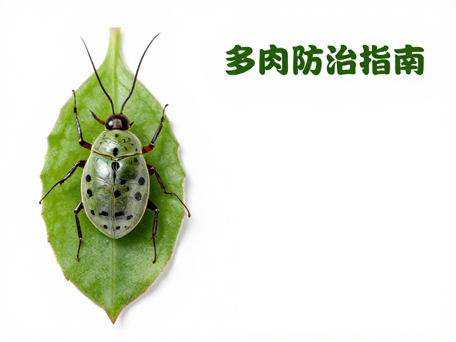 蚧壳虫的危害与早期识别