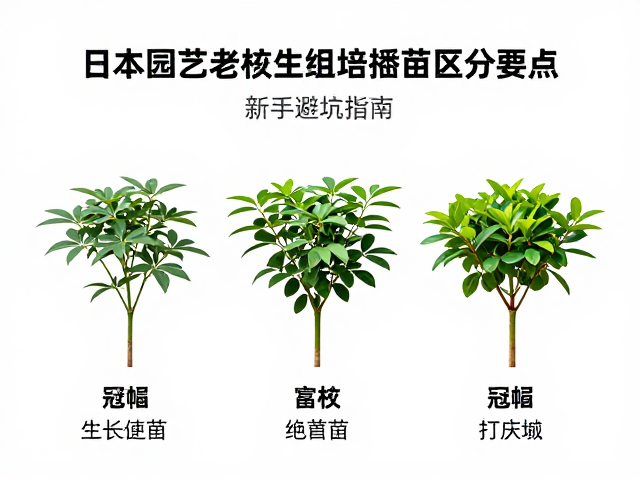 生长速度与冠幅扩展的逻辑分析
