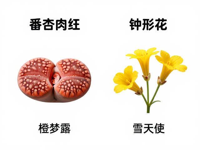 番杏肉锥与生石花的形态差异解析