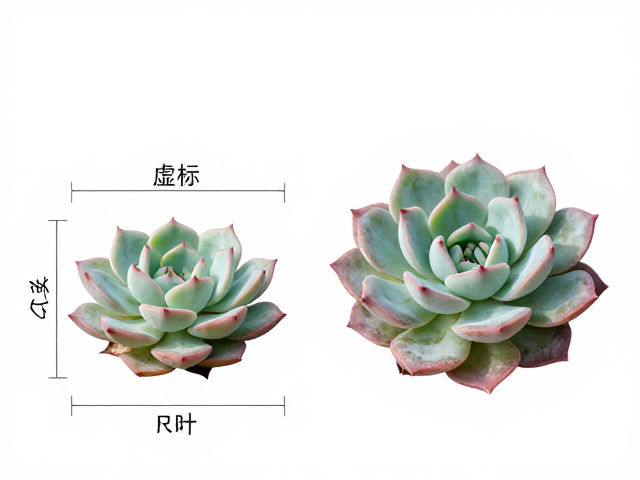 染色石莲花辨别，虚标尺寸与过度调色识别技巧，教你挑多肉