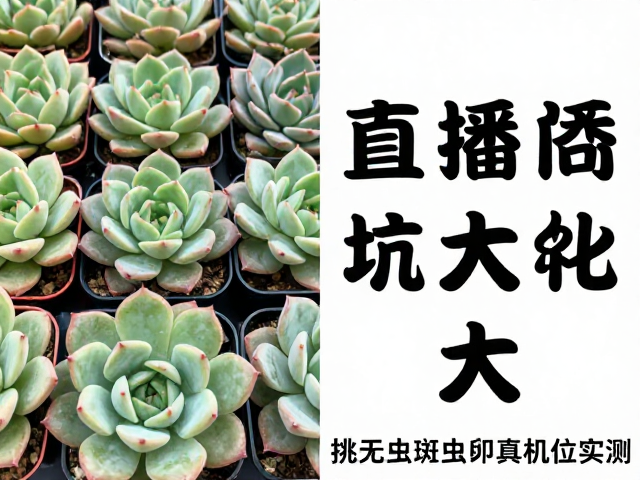 园艺店多肉避坑，直播间色差大？挑无虫斑虫卵真机位实测