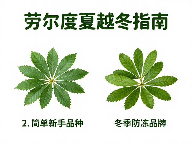 劳尔度夏越冬指南，2个简单新手品种，冬季防冻保温技巧