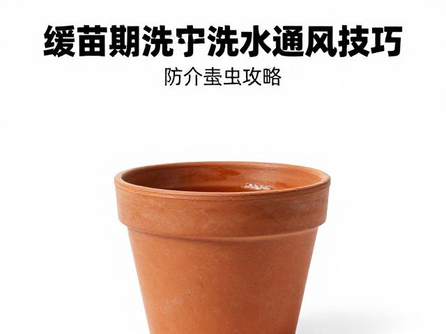 红陶盆缓苗期浇水通风技巧，防介壳虫攻略
