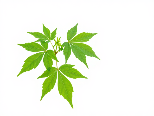 叶色与形态是判断营养状况的关键指标