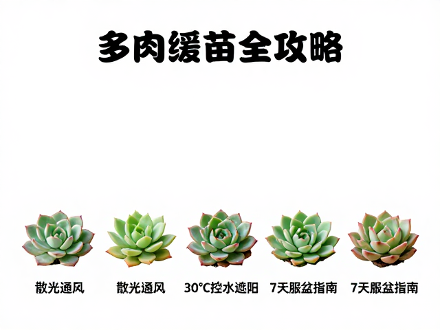 七天服盆的观察指标与应对策略