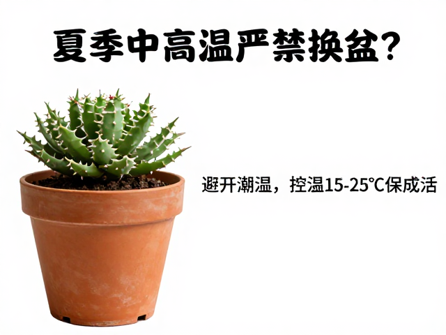 夏季高温换盆的风险与误区