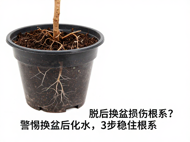 脱盆初期为何容易引发根系损伤与化水
