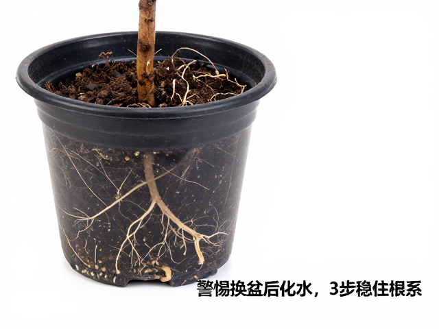 识别化水前兆与根系状态评估
