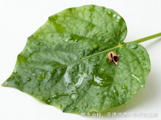 叶心积水烂根？告别喷水治标，干透浇透才是养花正解