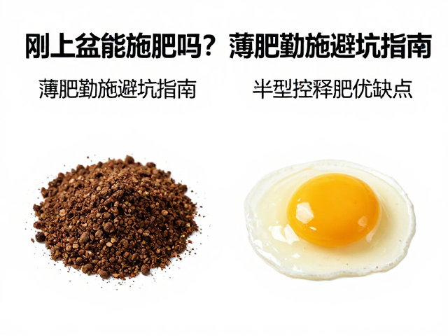 半年型控释肥的释放机制与优势分析