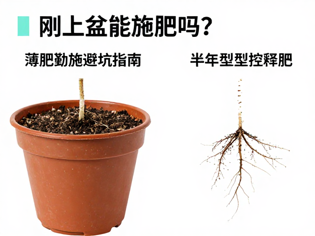 刚上盆能施肥吗？薄肥勤施避坑指南，对比半年型控释肥优缺点