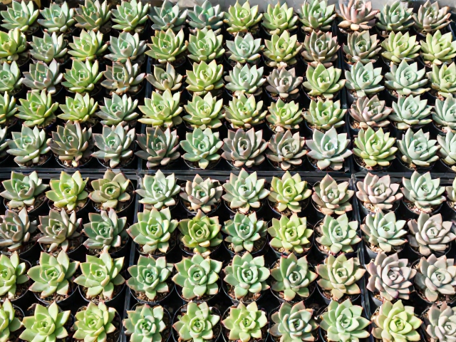 转盆操作的规范与均匀受光逻辑