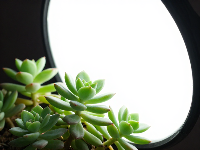 疏叶操作与植株通风逻辑