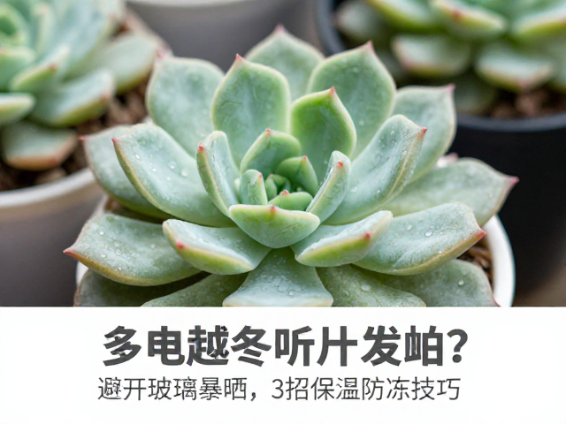 构建微环境的保温防冻策略