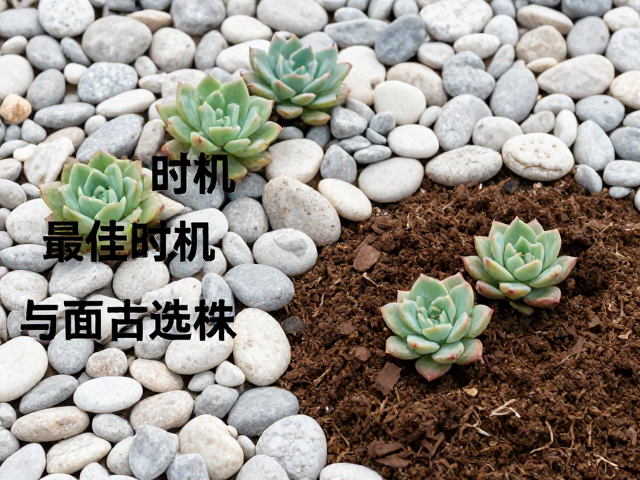 铺面石的选择与防板结作用