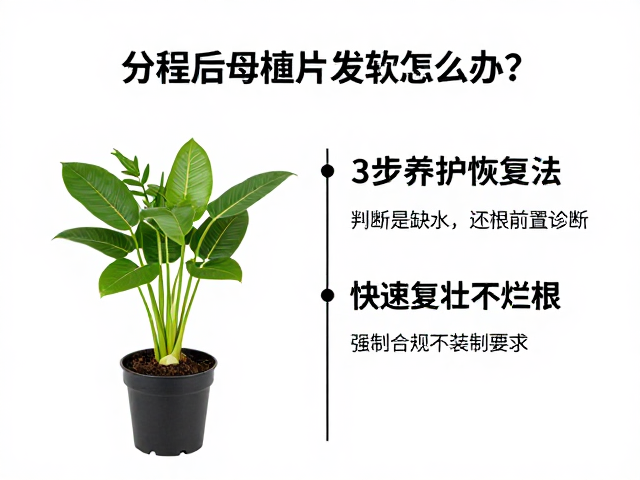 分株后母株叶片发软怎么办？3步养护恢复法，快速复壮不烂根