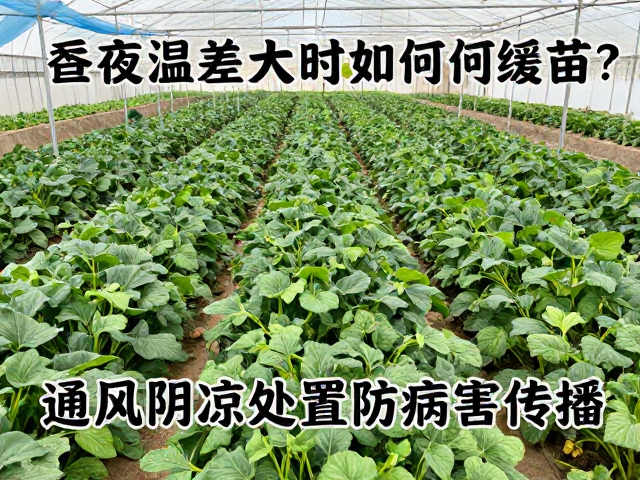通风与阴凉环境的具体调控策略